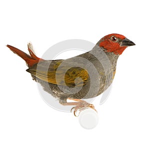 Red-headed Finch - Amadina erythrocephala