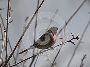 Red-headed finch on a bare branch