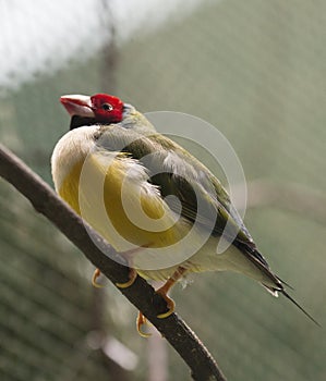 Red - headed finch. Gulds Amadina Latin: Chloebia gouldiae.