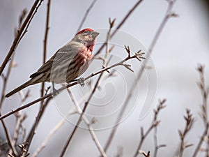 Red-headed finch perched on a branch