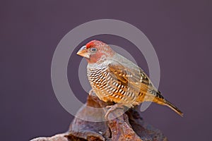 Red-Headed Finch perched on rock