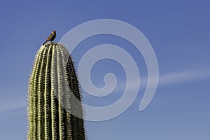 Red Headed Finch on Saguaro Cactus