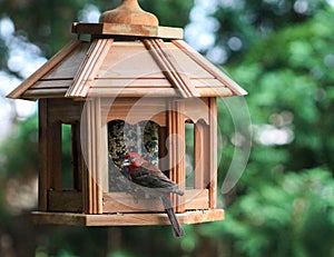 Red Headed Finch-Wait your turn