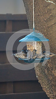 Red-headed finches