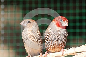 Red headed finches