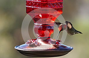 A red headed hummingbird flying in for food.