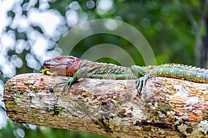 Red Headed Iguana