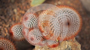 Red headed irishman. Mammillaria spinosissima. Cactaceae Mexico.