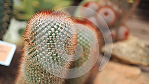 Red headed irishman. Mammillaria spinosissima. Cactaceae Mexico.