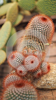 Red headed irishman. Mammillaria spinosissima. Cactaceae Mexico.