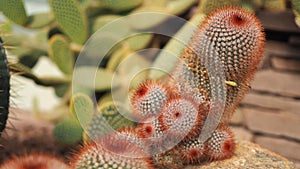 Red headed irishman. Mammillaria spinosissima. Cactaceae Mexico.