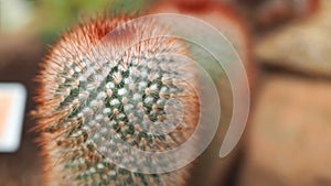 Red headed irishman. Mammillaria spinosissima. Cactaceae Mexico.