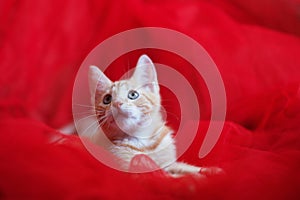 Red-headed kitten over a red background