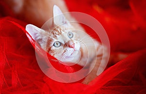 Red-headed kitten over a red background
