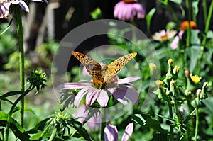 Red-headed large butterfly sits on a pink echinacea. Sunny summer day. Back view.