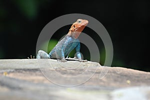 Red headed lizard