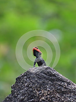 Red-headed lizard on a rock.