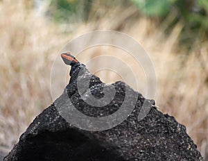 Red-headed lizard on rock.