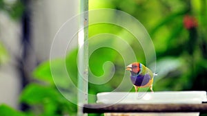 Red-headed male Gouldian finch bird