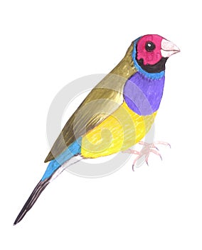 Red headed male Gouldian finch or Erythrura gouldiae isolated on white