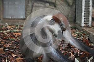 Red headed mangabey looking on the ground