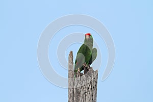 Red headed parrot