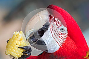 Red-headed parrot eating corn