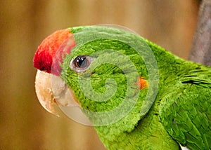 Red-headed parrot or Psittacara erythrogenys