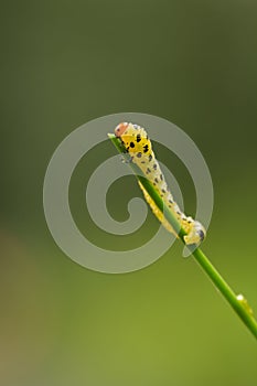 Red headed pine sawfly larvae