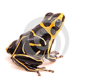 Red headed poison dart or arrow frog on white background