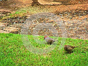 The Red Headed Quelia of the Finch family