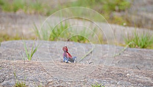 Red headed rock agama