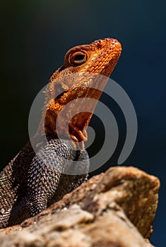 Red-headed Rock Agama - Agama agama