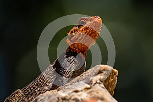 Red-headed Rock Agama - Agama agama