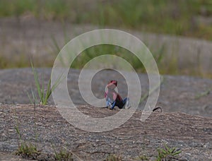 Red headed rock agama displaying dark blue scales