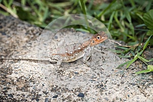 Red-headed Rock Agama Lizard Agama agama Warming on a Rock