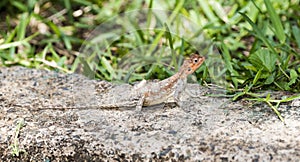 Red-headed Rock Agama Lizard Agama agama Warming on a Rock