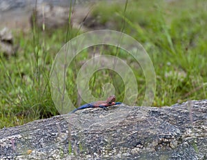 Red headed rock agama lying on rock