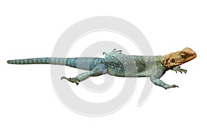 Red-headed Rock Agama