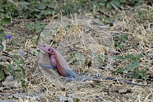 A Red Headed Rock Agama in Tanzania