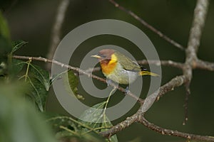 Red-headed tanager, Piranga erythrocephala photo
