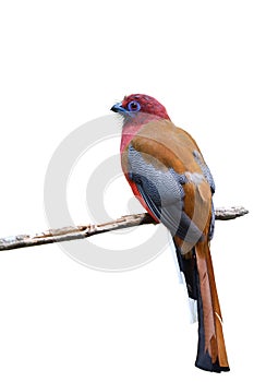 red-headed trogon male beautiful red and brown bird isolated on white