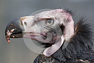 In testa avvoltoio dettagliato 
