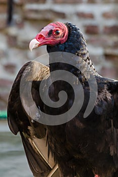 A red headed vulture looks attentive