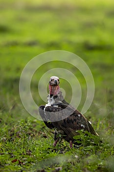 red headed vulture or sarcogyps calvus or Asian king or Indian black vulture in natural scenic green background during season