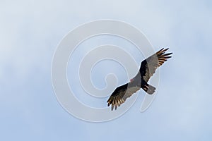 red-headed vulture & x28;Sarcogyps calvus& x29;,  Costa Rica