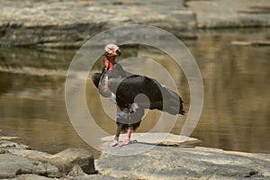 Red-headed Vulture, Sarcogyps calvus, Panna Tiger Reserve, Madhya Pradesh, India