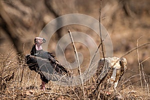 Red headed vulture or sarcogyps calvus or pondicherry  vulture close up with expression at Ranthambore