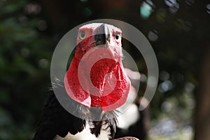 Critically Endangered species Red-headed Vulture or Sarcogyps calvus, closeup or portrait at Nakhon Ratchasima, Thailand.