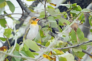 Red-headed weaver in Kruger National park